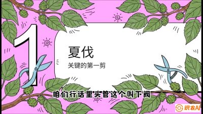 第11节：叶果双收&mdash;&mdash;特殊的夏伐与冬伐，课程：《桑海淘金：桑树高产与蚕桑安全进阶实战课》