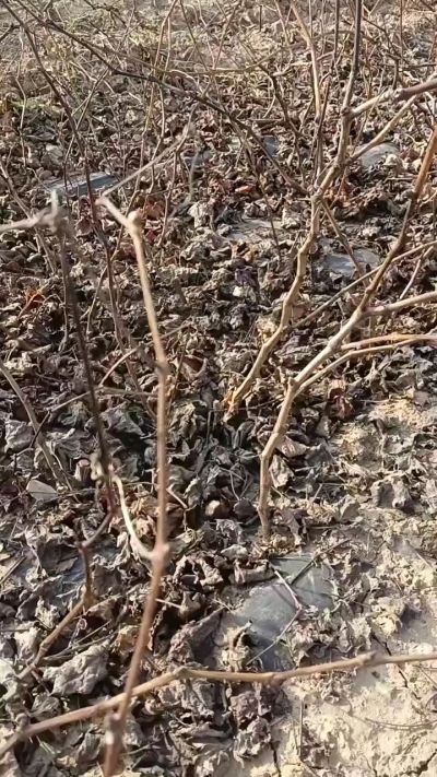 出售巨峰葡萄苗。药用连翘苗，科研五号优质种苗，2/5年苗，药用连翘树，挂果树，全国包邮到家！财富密码18534302961