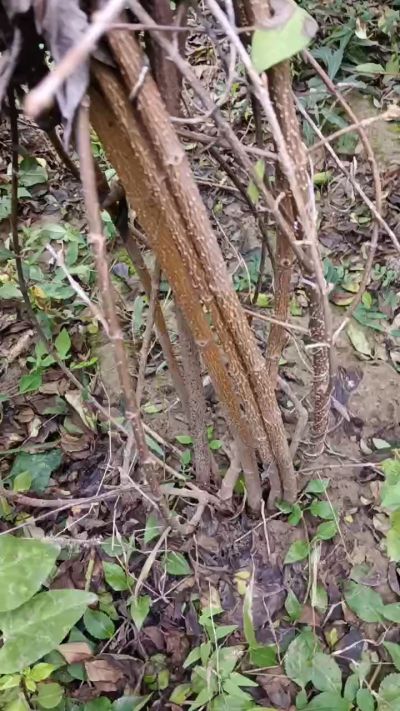 出售药用连翘苗，科研五号优质种苗，2/5年苗，药用连翘树，挂果树，全国包邮到家！财富密码18534302961出售药用连翘苗，科研五号优质种苗，2/5年苗，药用连翘树，挂果树，全国包邮到家！财富密码1