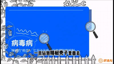 第5节：【病毒病阻击】辣椒的&ldquo;癌症&rdquo;怎么治？从&ldquo;绝收恐慌&rdquo;到&ldquo;带毒生产&rdquo;的逆转术，课程：《辣椒种植实战特训营，从工业辣椒到精品小米辣，教你如何把&ldquo;草&rdquo;种成&ldquo;金&rdquo;》