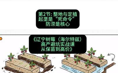 第二节： 整地与定植&mdash;&mdash;起垄是&ldquo;死命令&rdquo;，防涝是核心，课程：《辽宁树莓（海尔特兹）高产避坑实战课：从保苗到高价》