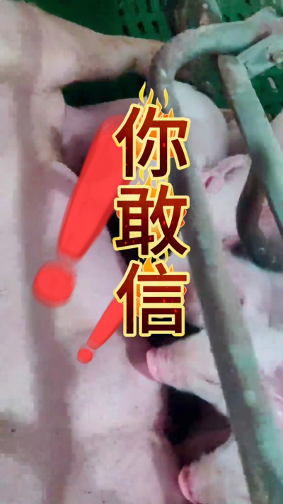 小猪抢不到奶，干瘦不长肉？成活率总上不去？😭
自从用上南商农科这款仔猪补奶机，再也没这烦恼！
✅ 一键设置下料参数，新手也能上手
✅ 恒温补奶，小猪抢着喝，长势超均匀
从车间精工组装到猪场落地使用，每