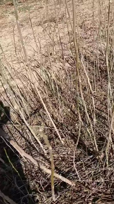 出售臭椿苗，巨峰葡萄苗。药用连翘苗，科研五号优质种苗，2/5年苗，药用连翘树，挂果树，全国包邮到家！财富密码18534302961