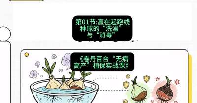第01节：赢在起跑线&mdash;&mdash;种球的&ldquo;洗澡&rdquo;与&ldquo;消毒&rdquo;，课程：《卷丹百合&ldquo;无病高产&rdquo;植保实战课》#识农AI