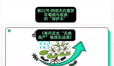 第03节：阴雨天的噩梦&mdash;&mdash;灰霉病与疫病的&ldquo;保护伞&rdquo;，课程：《卷丹百合&ldquo;无病高产&rdquo;植保实战课》#识农AI