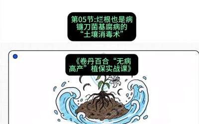 第05节：烂根也是病&mdash;&mdash;镰刀菌基腐病的&ldquo;土壤消毒术&rdquo; ，课程：《卷丹百合&ldquo;无病高产&rdquo;植保实战课》#识农AI