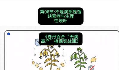 第06节：不是病那是饿&mdash;&mdash;缺素症与生理性烧叶 ，课程：《卷丹百合&ldquo;无病高产&rdquo;植保实战课》#识农AI