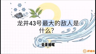 第04节：龙井双璧&mdash;&mdash;龙井43与群体种的差异化护养（重点），课程：《茗茶卫士&mdash;&mdash;茶叶病虫害绿色防控实战课》#识农AI