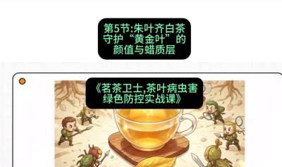 第05节：朱叶齐白茶&mdash;&mdash;守护&ldquo;黄金叶&rdquo;的颜值与蜡质层（重点），课程：《茗茶卫士&mdash;&mdash;茶叶病虫害绿色防控实战课》#识农AI