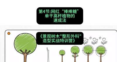 第04节：网红&ldquo;棒棒糖&rdquo;&mdash;&mdash;单干高杆植物的速成法，课程：《景观树木&ldquo;整形外科&rdquo;造型实战特训营》#识农AI