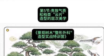 第05节：贵族气质&mdash;&mdash;松柏类&ldquo;云片&rdquo;造型的层次美学，课程：《景观树木&ldquo;整形外科&rdquo;造型实战特训营》#识农AI