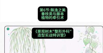 第06节：飘逸之美&mdash;&mdash;垂枝类与藤本植物的牵引术，课程：《景观树木&ldquo;整形外科&rdquo;造型实战特训营》#识农AI