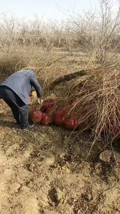出售药用连翘苗，科研五号优质种苗，2/5年苗，药用连翘树，挂果树，全国包邮到家！财富密码18534302961出售药用连翘苗，科研五号优质种苗，2/5年苗，药用连翘树，挂果树，全国包邮到家！财富密码1