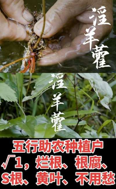 177，1907，0725，V 同号
1  老乡们！种淫羊藿不用乱买肥，咱这款专用肥，针对淫羊藿习性配的，壮苗防烂根，采收多卖钱，用过都回头！
2  咱种淫羊藿图的就是省心高产！专用肥薄肥勤施，苗不烧