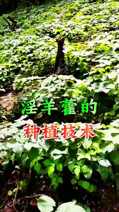 揭秘&ldquo;仙草&rdquo;淫羊藿的种植密码！耐严寒耐贫瘠，林下套种不占耕地，管理简单还能套种其他作物，一亩地的投入两亩地的收益～ 想返乡创业的赶紧码住！ #淫羊藿种植技术 #返乡创业项目 #药材种植指南 #农业新风