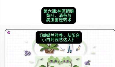 第六节：神医把脉：黄叶、消苞与病虫害逆转术，课程：《蝴蝶兰雅养六讲：从阳台小白到园艺达人》#识农AI