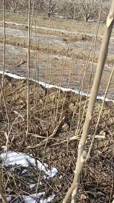 出售臭椿苗，巨峰葡萄苗。药用连翘苗，科研五号优质种苗，2/5年苗，药用连翘树，挂果树，全国包邮到家！财富密码18534302961