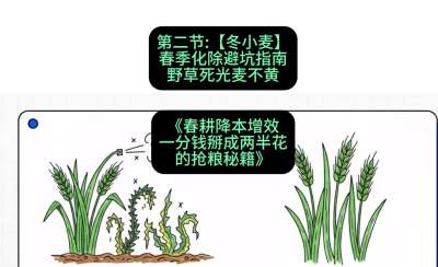 第二节：【冬小麦】春季化除避坑指南，野草死光麦不黄