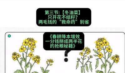 第三节：【冬油菜】只开花不结籽？两毛钱的&ldquo;救命药&rdquo;别省