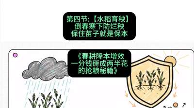 第四节：【水稻育秧】倒春寒下防烂秧，保住苗子就是保本