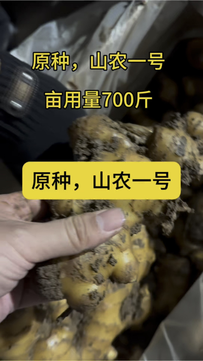 原种，山农一号
