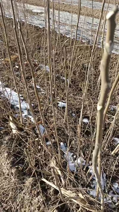 出售臭椿苗，巨峰葡萄苗。药用连翘苗，科研五号优质种苗，2/5年苗，药用连翘树，挂果树，全国包邮到家！财富密码18534302961