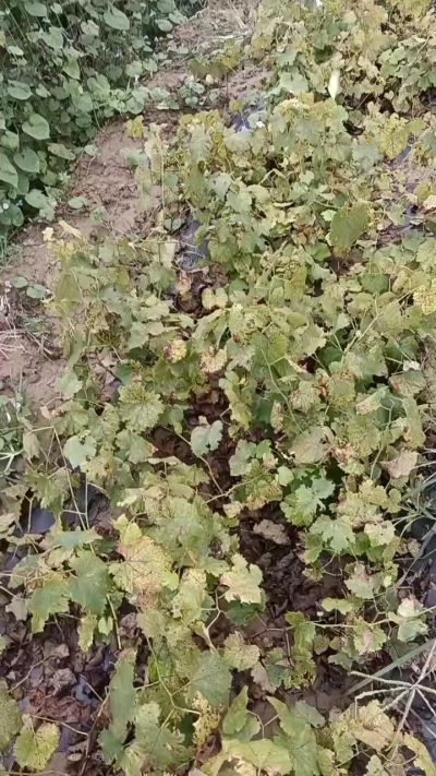 出售巨峰葡萄苗。药用连翘苗，科研五号优质种苗，2/5年苗，药用连翘树，挂果树，全国包邮到家！财富密码18534302961