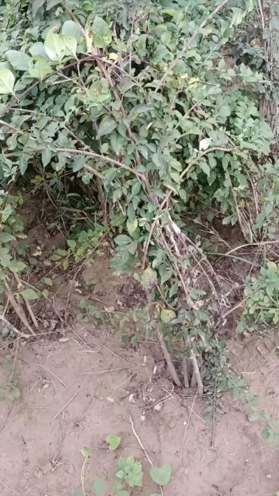 出售药用连翘苗，科研五号优质种苗，2/5年苗，药用连翘树，挂果树，全国包邮到家！财富密码18534302961