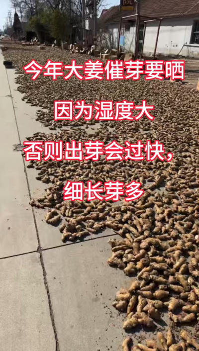 今年大姜催芽要晒种！