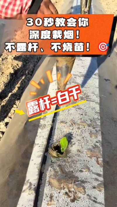 这个栽法太关键了！深栽是烤烟成活的根本，亲测有效！