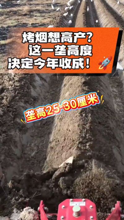 想让烤烟高产，就得从细节抓起。分享一点实打实的干货，只为帮大家少走弯路，种出好烟叶！🌱👍