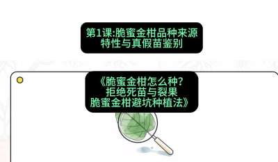 第1节：脆蜜金柑品种来源、特性与真假苗鉴别，课程：《脆蜜金柑怎么种？拒绝死苗与裂果，脆蜜金柑8步避坑种植法》#识农AI