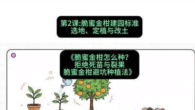 第2节：脆蜜金柑建园标准：选地、定植与改土，课程：《脆蜜金柑怎么种？拒绝死苗与裂果，脆蜜金柑8步避坑种植法》#识农AI