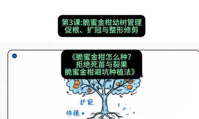 第3节：脆蜜金柑幼树管理：促根、扩冠与整形修剪，课程：《脆蜜金柑怎么种？拒绝死苗与裂果，脆蜜金柑8步避坑种植法》#识农AI