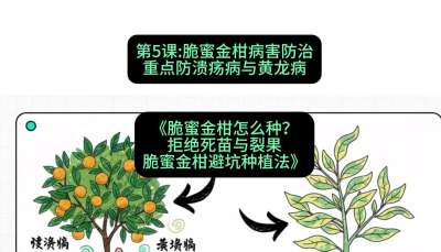 第5节：脆蜜金柑病害防治：重点防溃疡病与黄龙病，课程：《脆蜜金柑怎么种？拒绝死苗与裂果，脆蜜金柑8步避坑种植法》#识农AI