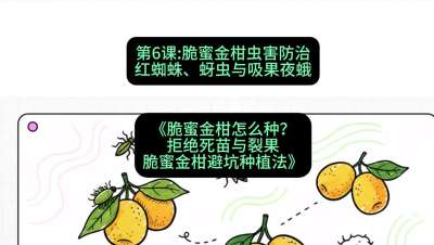 第6节：脆蜜金柑虫害防治：红蜘蛛、蚜虫与吸果夜蛾，课程：《脆蜜金柑怎么种？拒绝死苗与裂果，脆蜜金柑8步避坑种植法》#识农AI