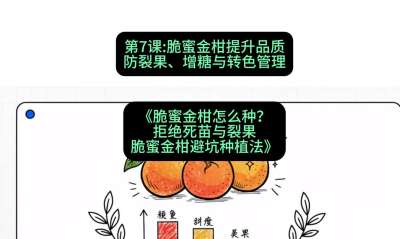 第7节：脆蜜金柑提升品质：防裂果、增糖与转色管理，课程：《脆蜜金柑怎么种？拒绝死苗与裂果，脆蜜金柑8步避坑种植法》#识农AI
