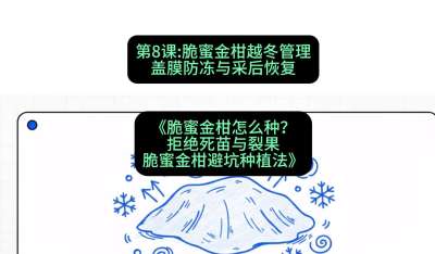第8节：脆蜜金柑越冬管理：盖膜防冻与采后恢复，课程：《脆蜜金柑怎么种？拒绝死苗与裂果，脆蜜金柑8步避坑种植法》#识农AI