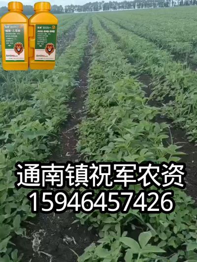 大豆苗前封闭，可封红根苋菜，灰菜，兰花菜，野豆子，捞豆秧等恶性杂草，封杀兼备的高端产品。