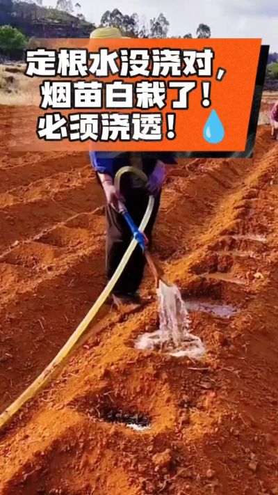 烤烟移栽定根水这么浇，烟苗稳活不僵苗！水里加点它，缓苗快、长势壮，种烟新手必看！