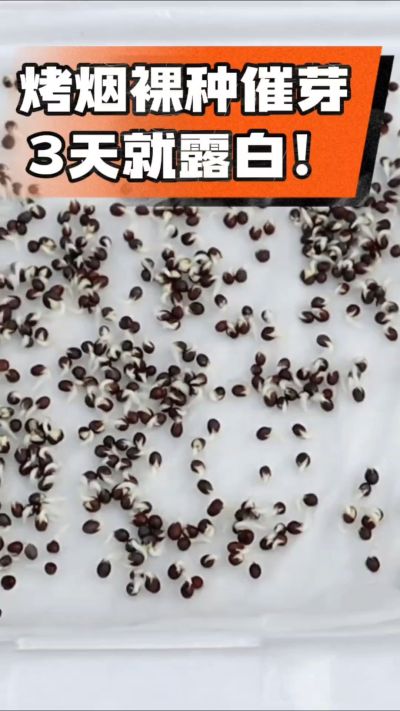 烤烟裸种催芽小技巧，清水浸泡、保温保湿，3天就能露白，出苗快又齐！烟农朋友收藏备用～