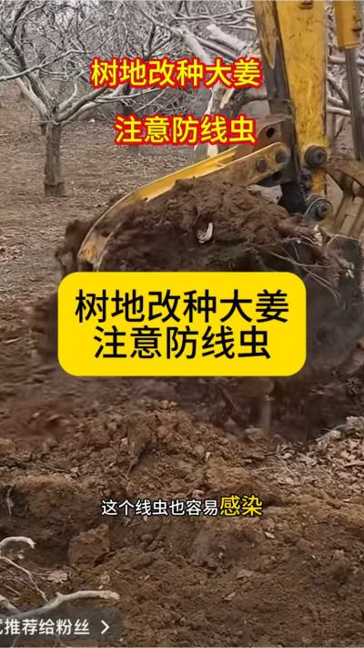 树地改种大姜，注意防线虫！