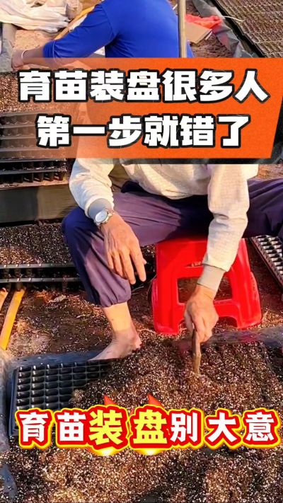 烤烟育苗基质装盘，一步做对，出苗整齐又壮苗！装盘技巧记牢，少走弯路，育苗更省心