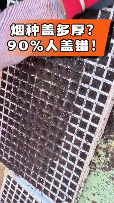烟种盖多厚？90%烟农都盖错！薄盖才出苗齐、不闷种，烤烟育苗关键一步，照着做就对了
