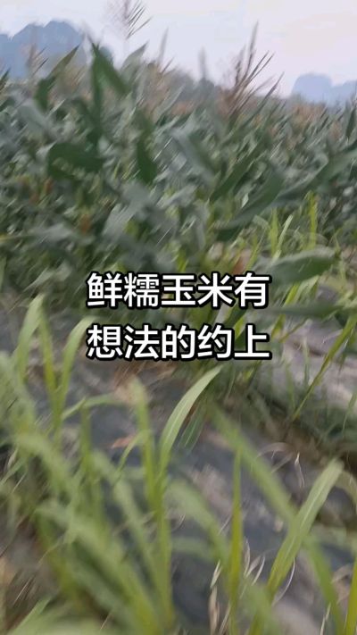 农户种植的白糯玉米大量上市，助农帮农在行动
