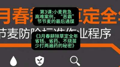 第3节：小麦救急高难案例，&ldquo;恶霸&rdquo;节节麦的最后通牒，课程：《3月春耕除草定全年：省钱、省药、不烧苗、少打两遍药的秘密》