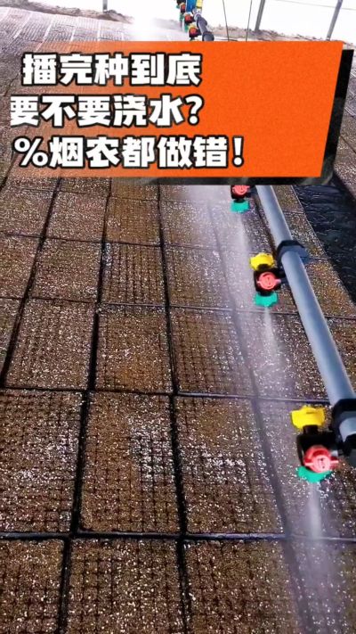 烤烟播完种一定要浇透底水，喷雾慢浇、别大水冲，盘底漏水才算到位，出苗又齐又壮！#烤烟育苗 #烤烟种植 #烟农干货 #育苗技术