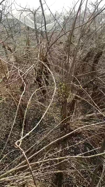 出售药用连翘苗，科研五号优质种苗，2/5年苗，药用连翘树，挂果树，全国包邮到家！财富密码18534302961