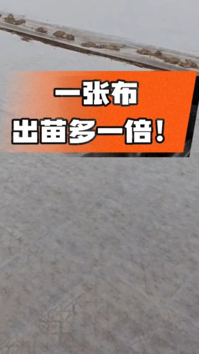 烤烟育苗盖无纺布，保温保湿出苗齐，不烂种、出苗快，烟农必备小技巧！