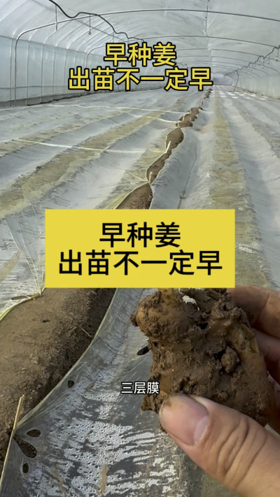 早种姜，出苗不一定早！